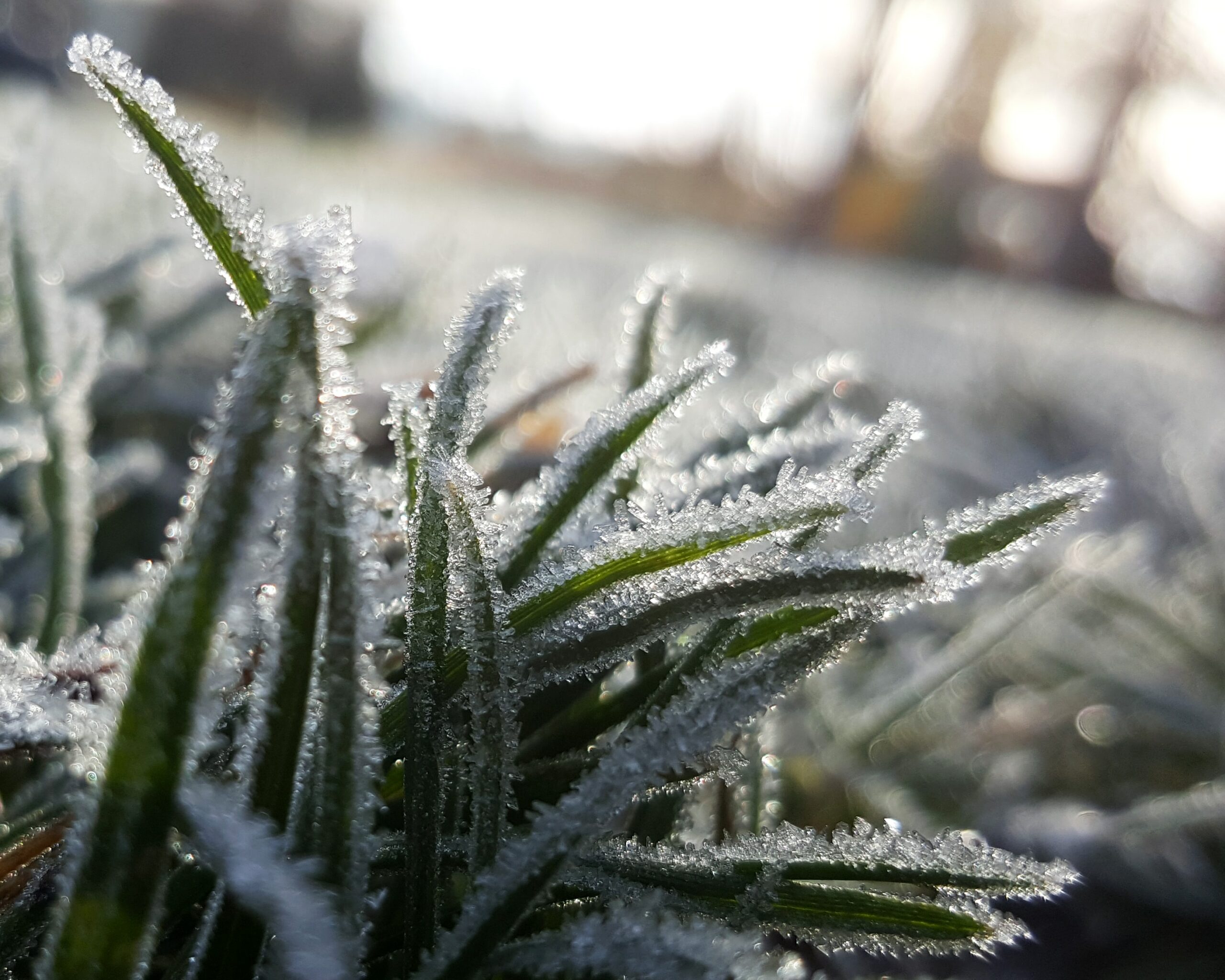 gras met ijs