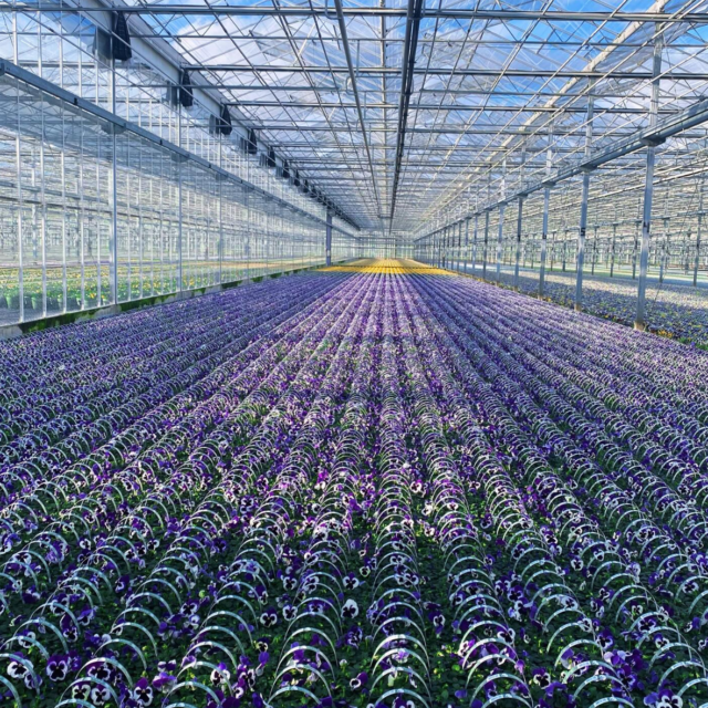Kwekerij Baas gebruik HVO100 voor binnen werk